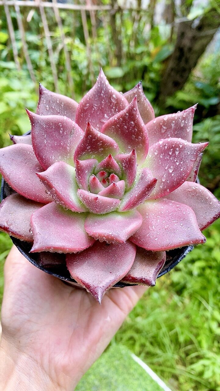 Sen đá đế Hồng sz 10cm
