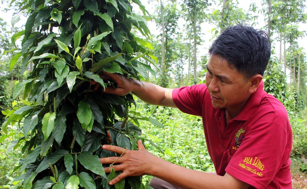 cây tiêu lốp kho cá kho thịt cực ngon