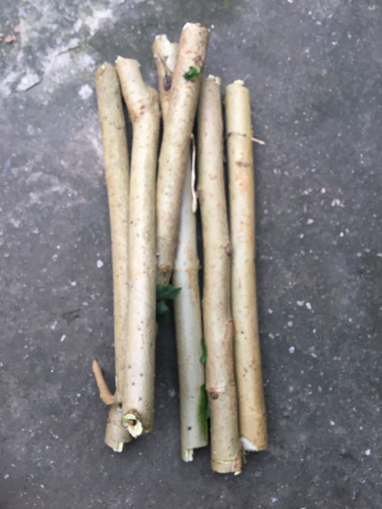 Cành Dâu Tằm (5 Hoặc 7 Cành)