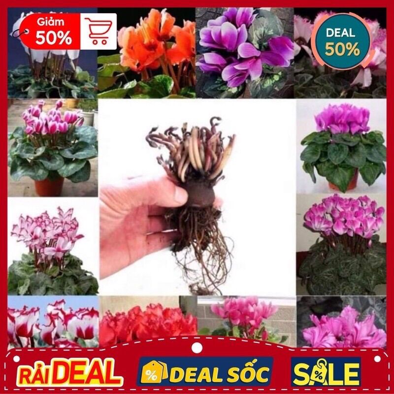 Củ hoa anh thảo sỉ 4k