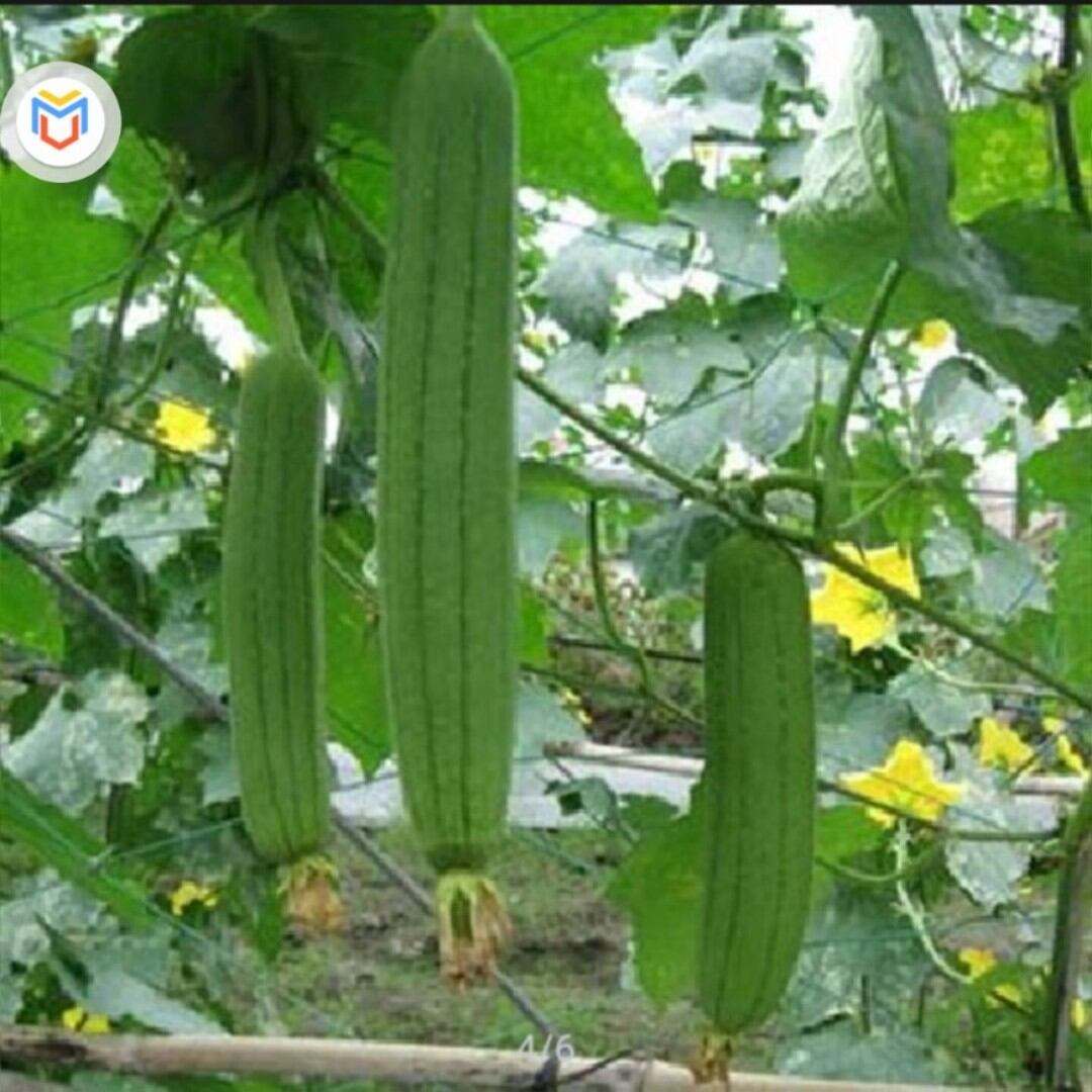 MP132 hạt giống mướp hương