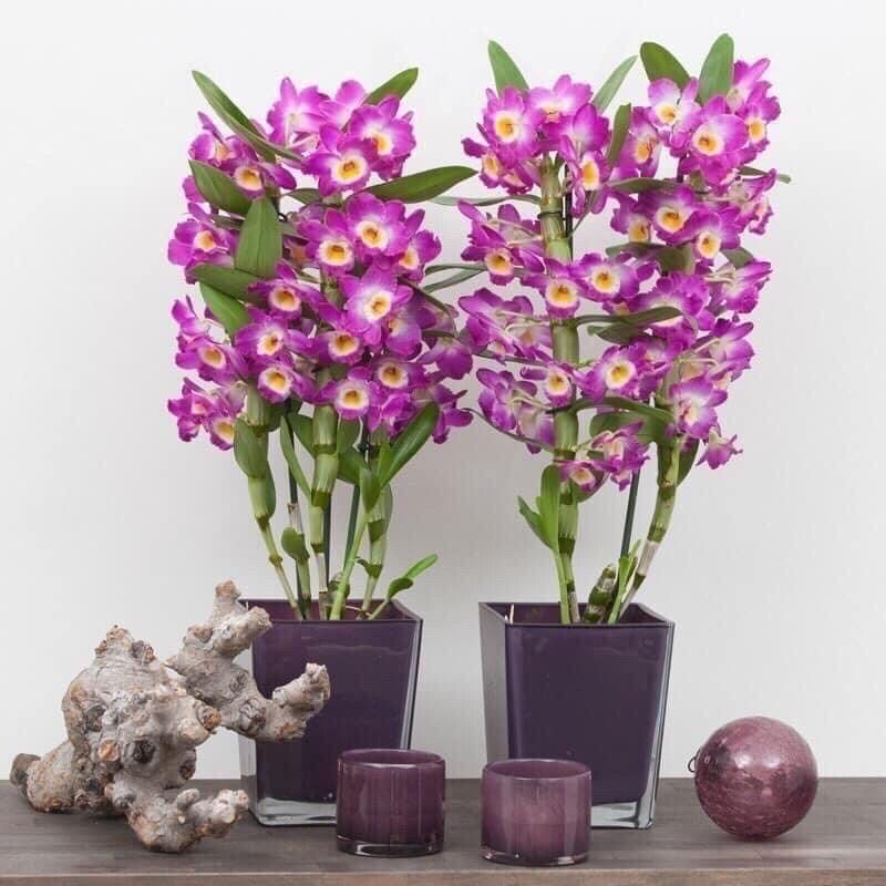 Hoa lan denro xuân