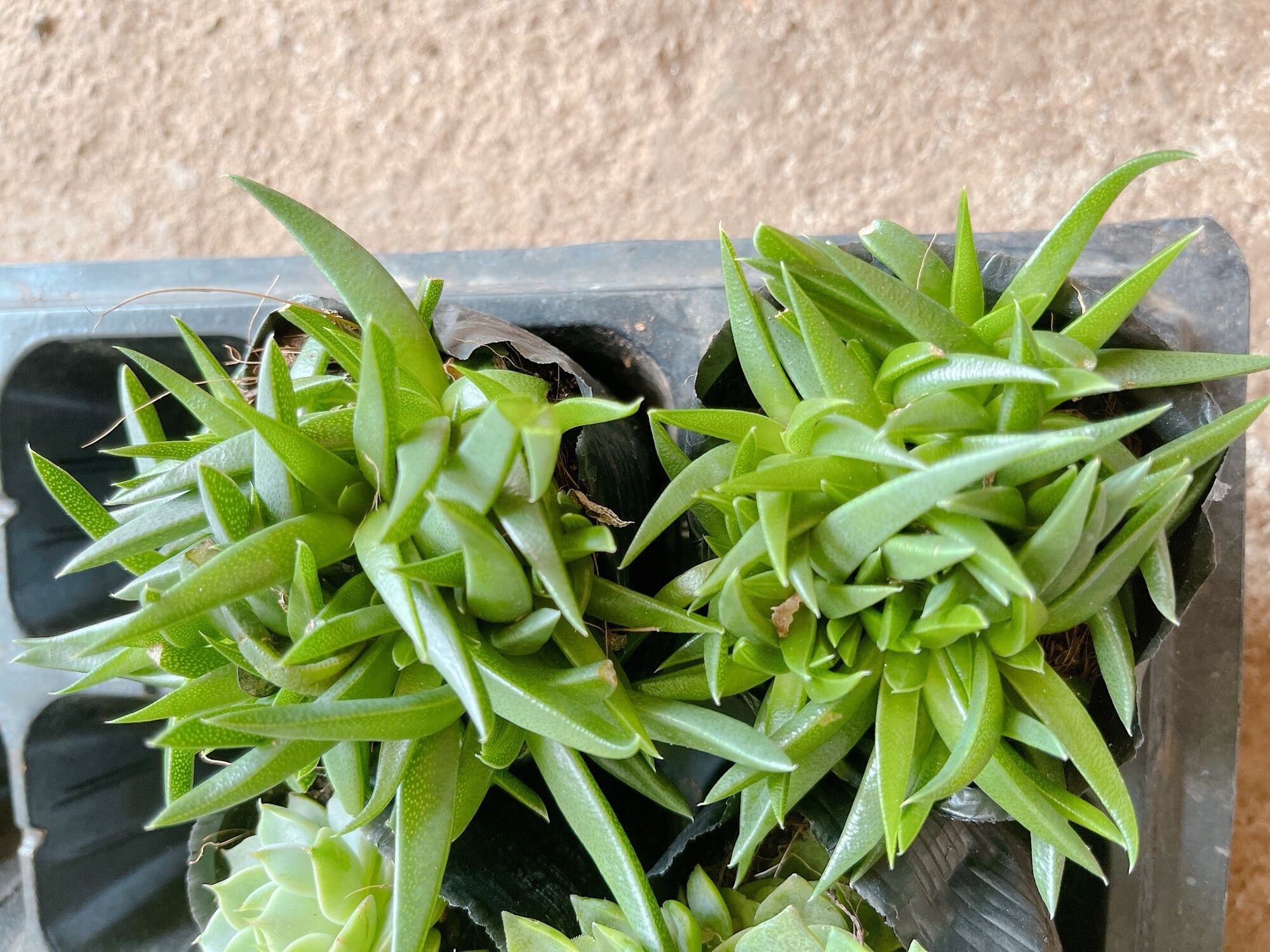Sen đá cỏ ngọc size bầu 3-5 cm xuất vườn đà lạt