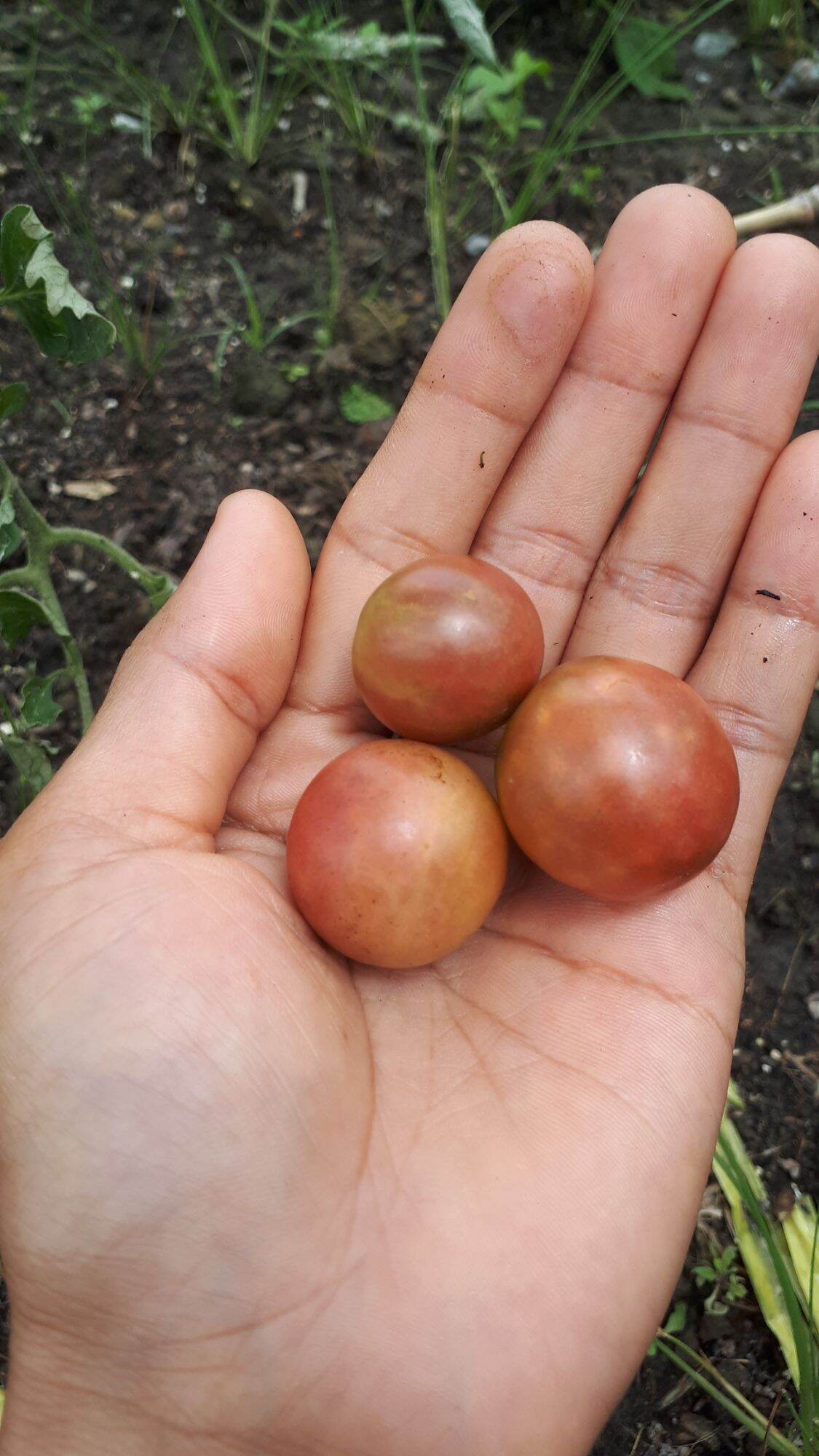 30 HẠT GIỐNG CÀ CHUA BI CHOCOLATE