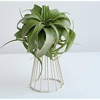 Cây không khí xerographica