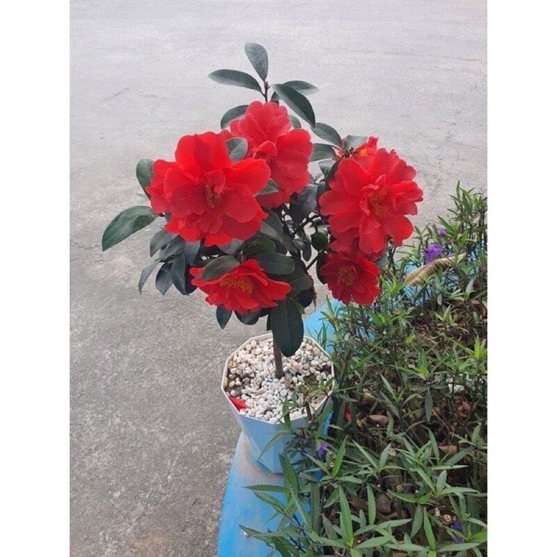 Cây giống nhài nhật hoa đỏ