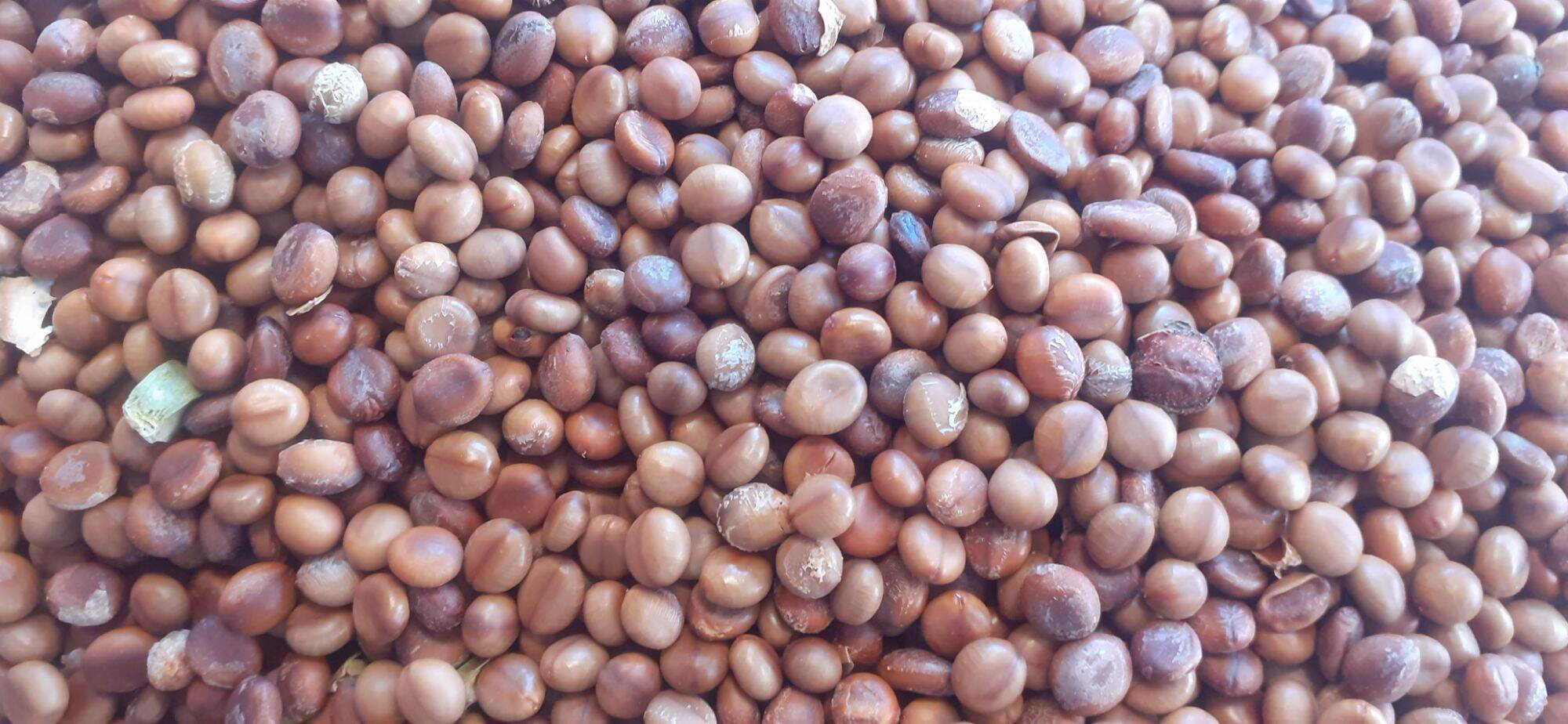 100 gram hạt giống muồng hoa đào