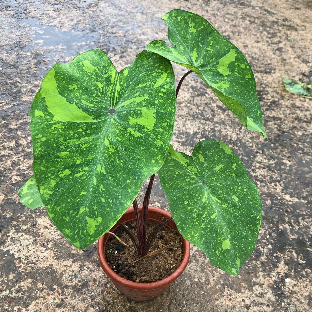 Colocasia Lemon Lime Gecko