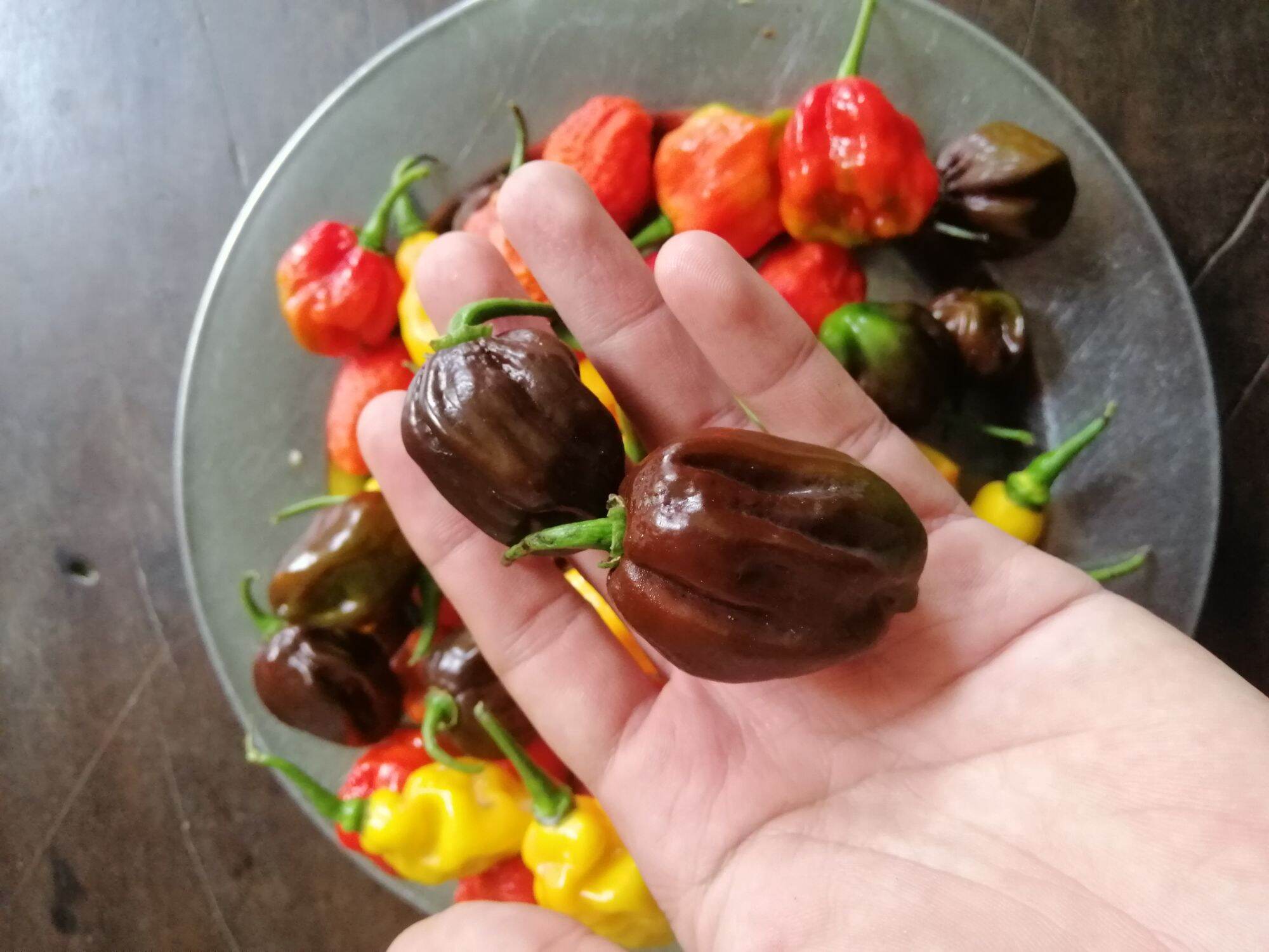 Quả ớt tươi habanero chocolate