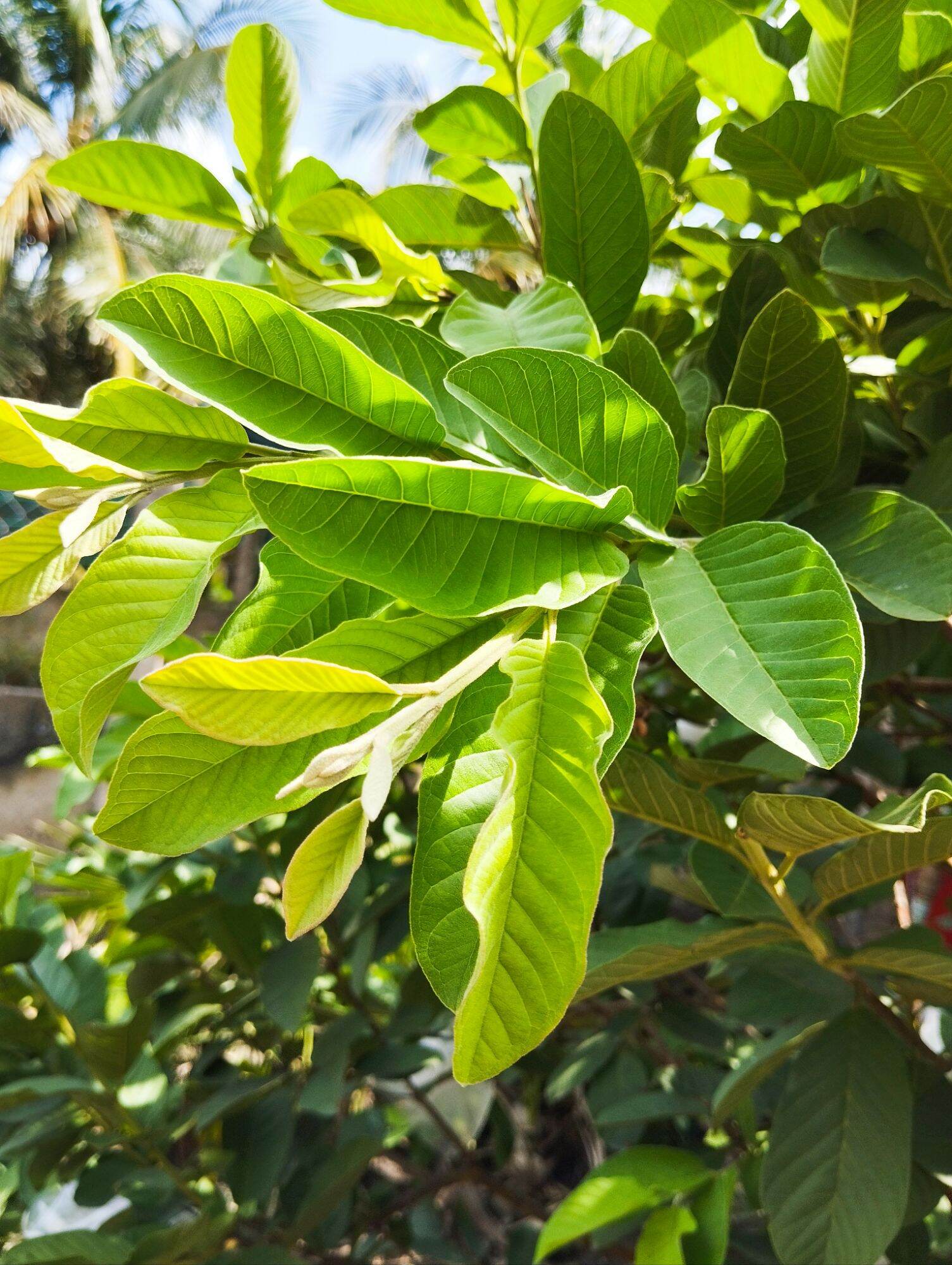 2kg lá ổi tươi, hỗ trợ giảm cân