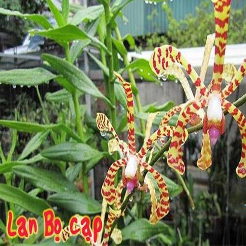Hoa lan đột biến bò cạp (bó 10 thân)