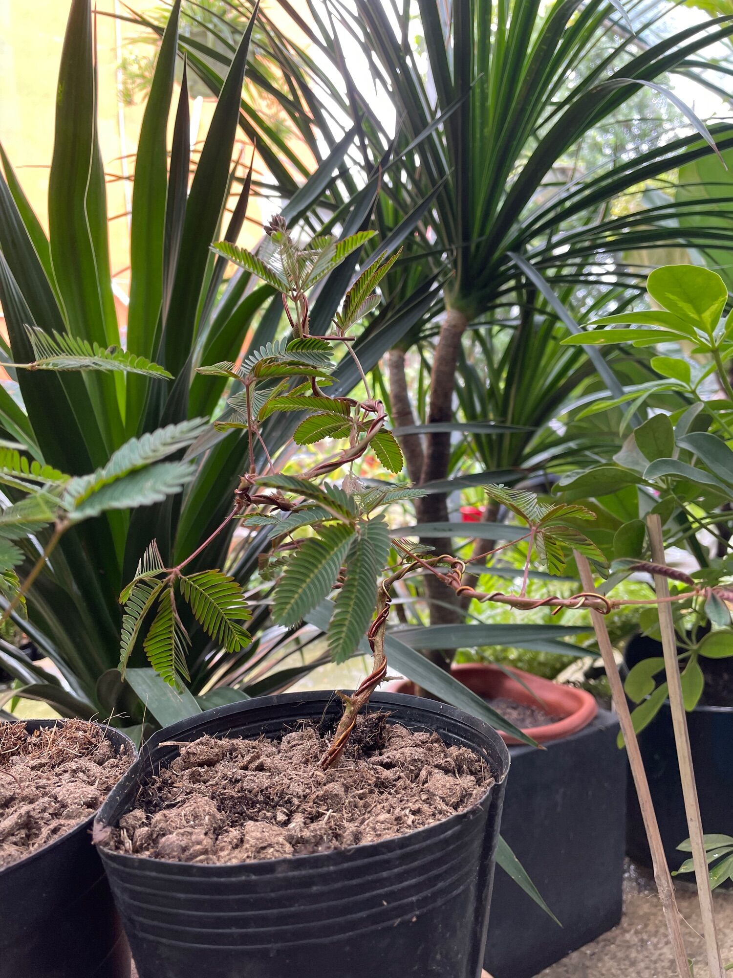 Cây Trinh nữ bonsai mini (cây xấu hổ)