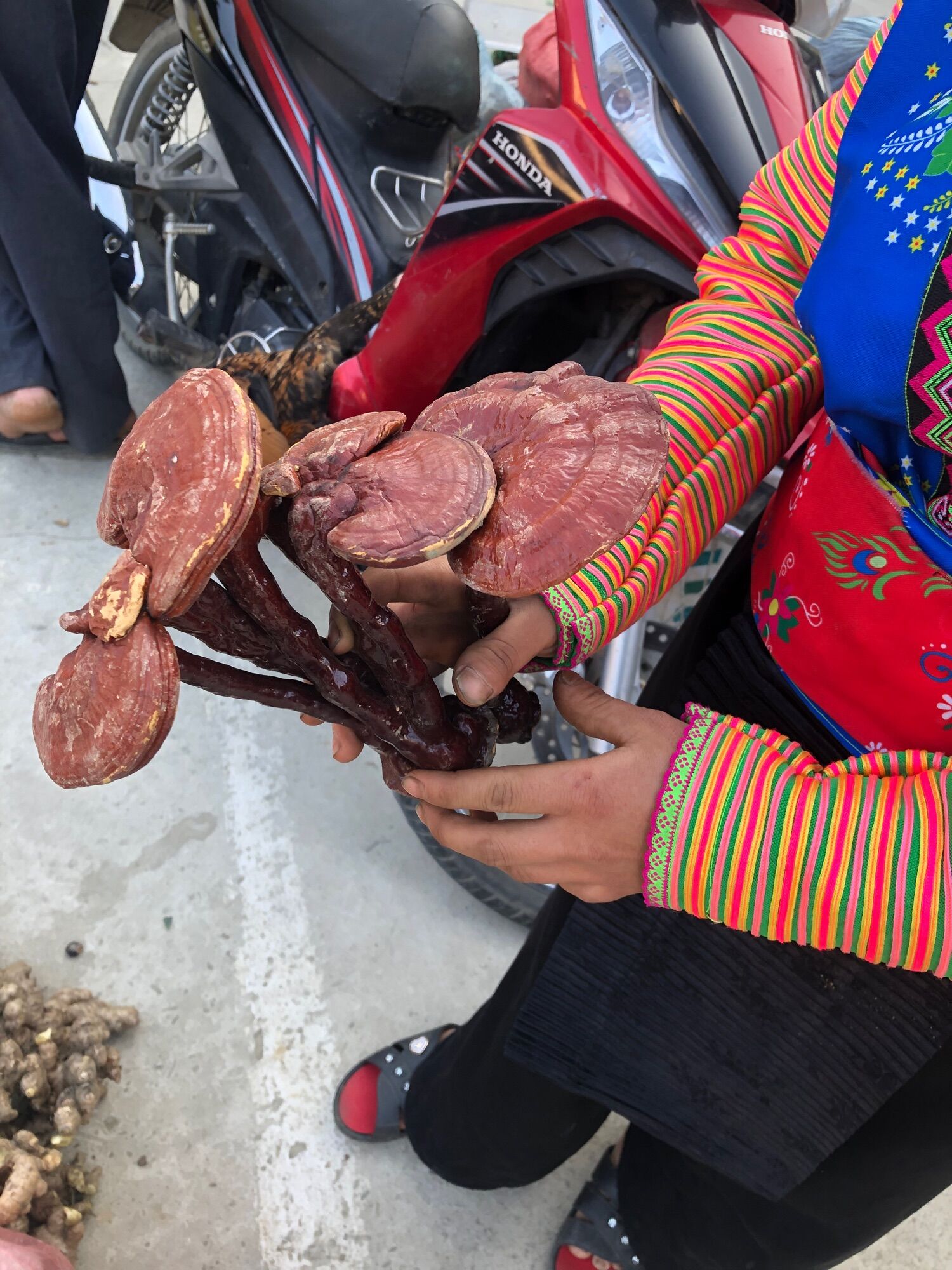 Nấm lim xanh hàng trồng 500k/kg