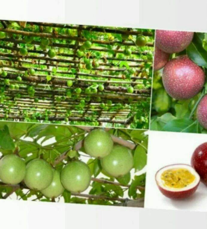 HẠT GIỐNG CHANH DÂY ĐÀI LOAN