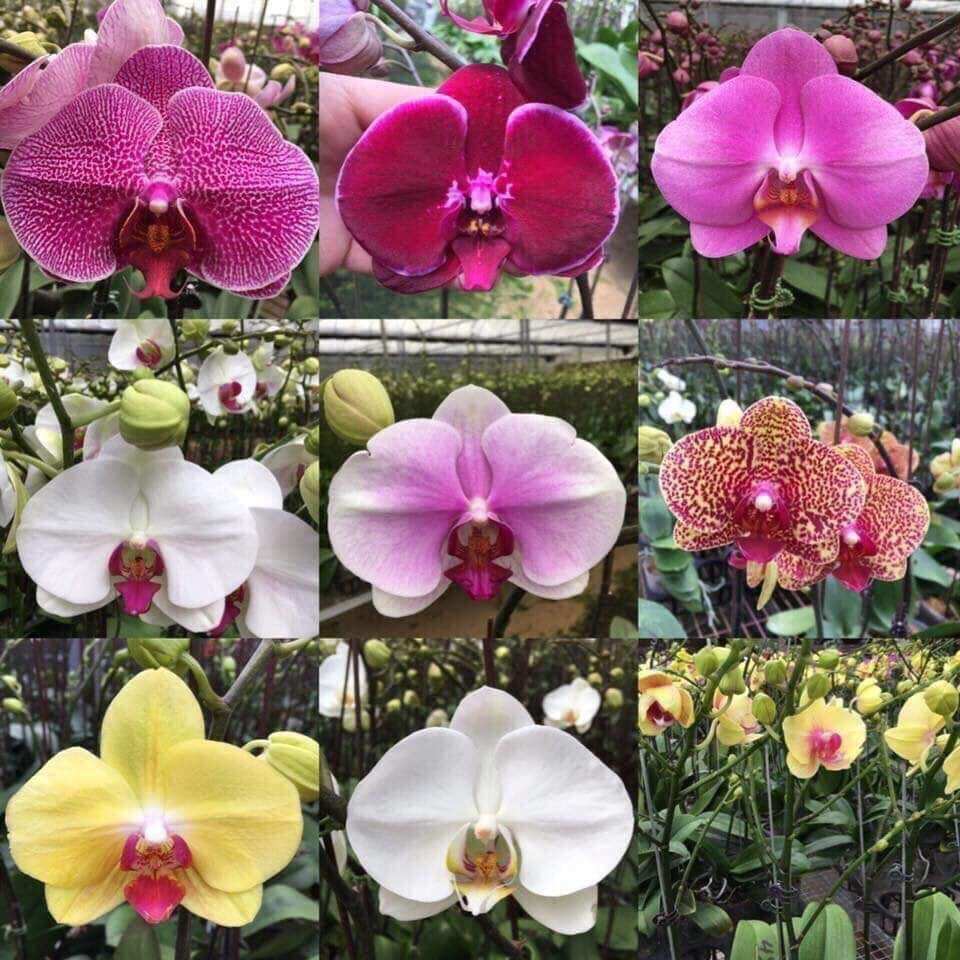 Combo 5 cây Lan Hồ Điệp 2 ngồng hoa