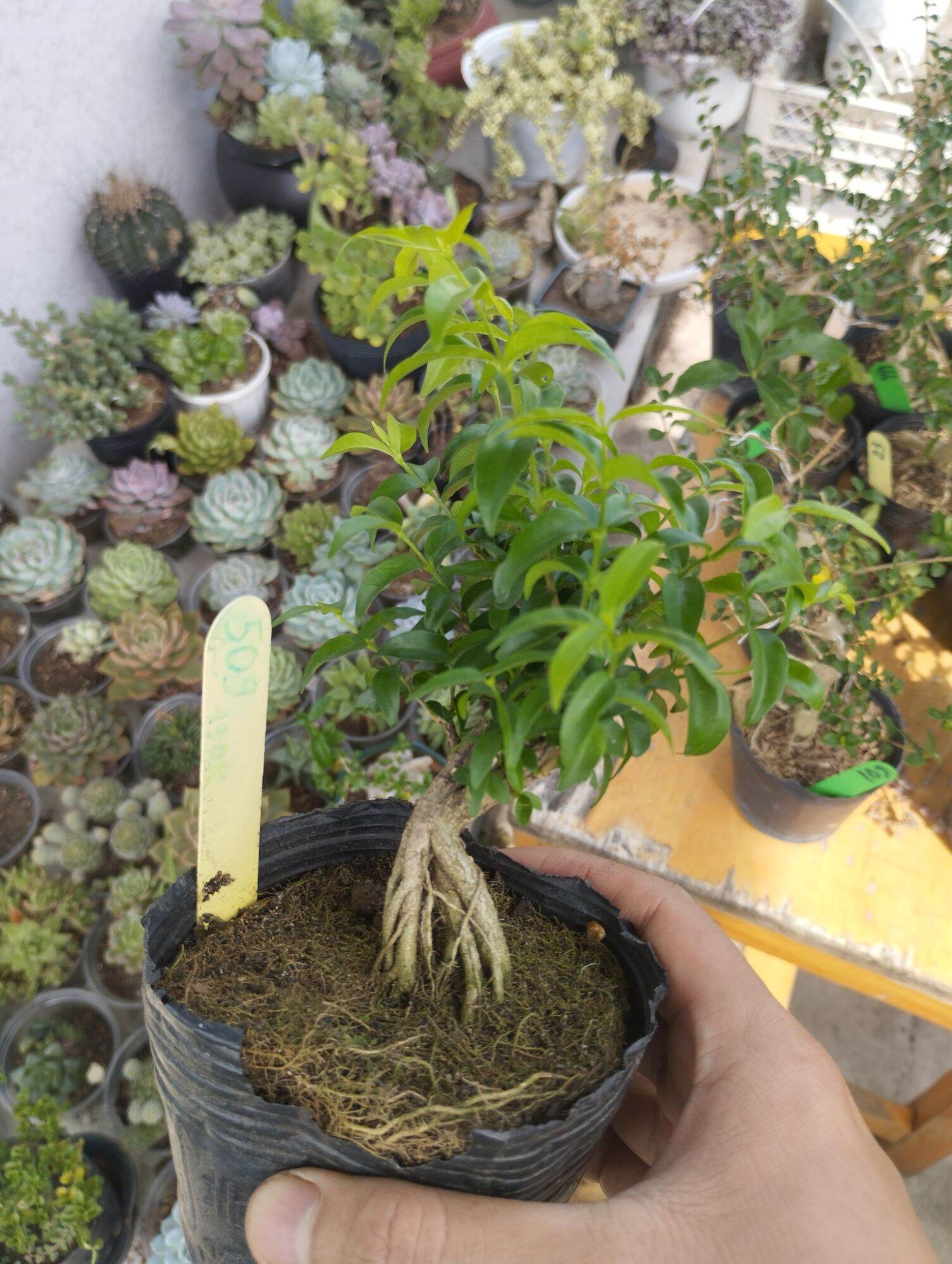 Mini Bonsai Water Matting Plant