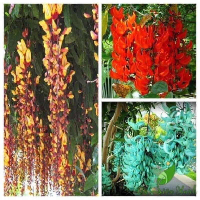 Cây hoa leo móngcọp(1 bầu)