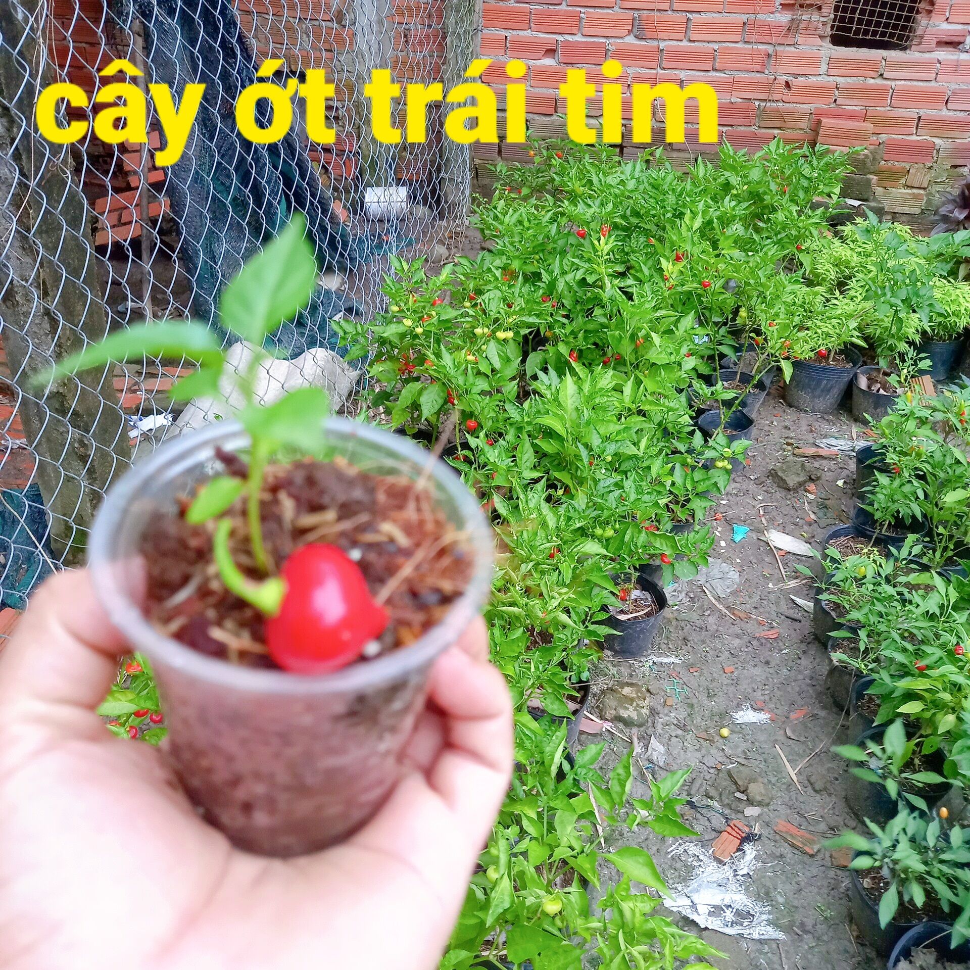 Cây ớt trái tim y hình bao chết