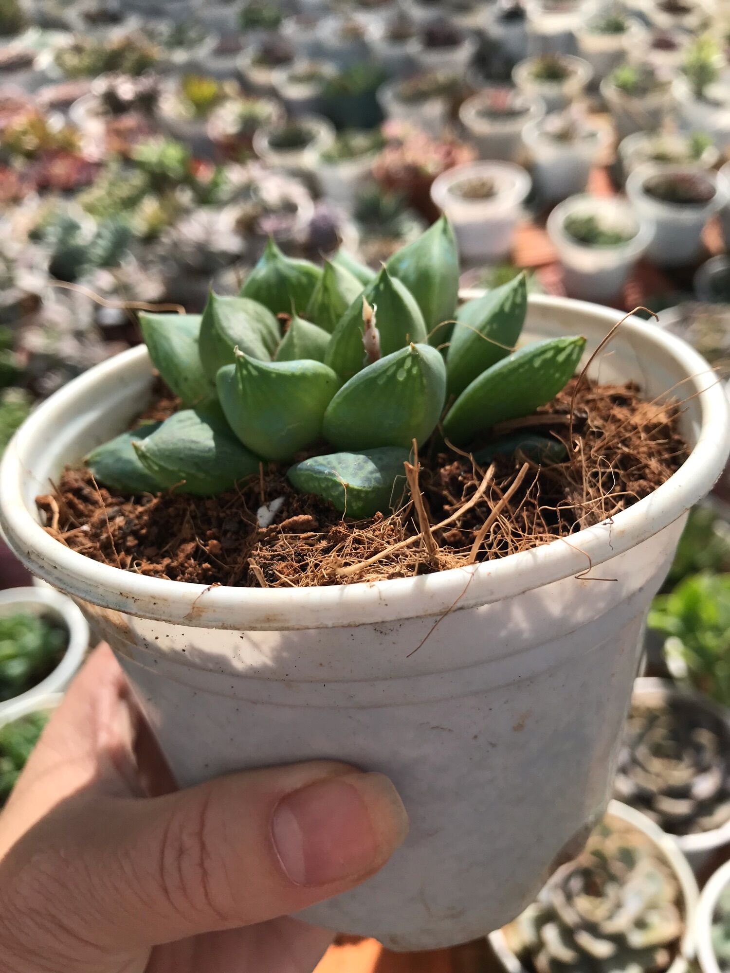 Sen đá ngọn guốc cute size trung