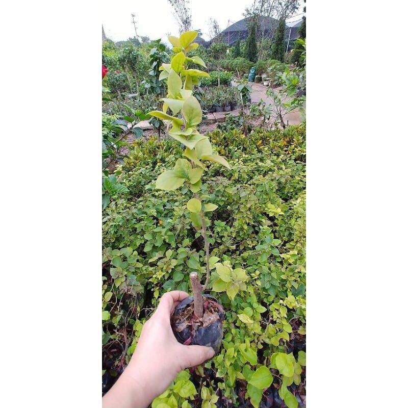 Cây hoa giấy giống cao từ 30 đến 50cm