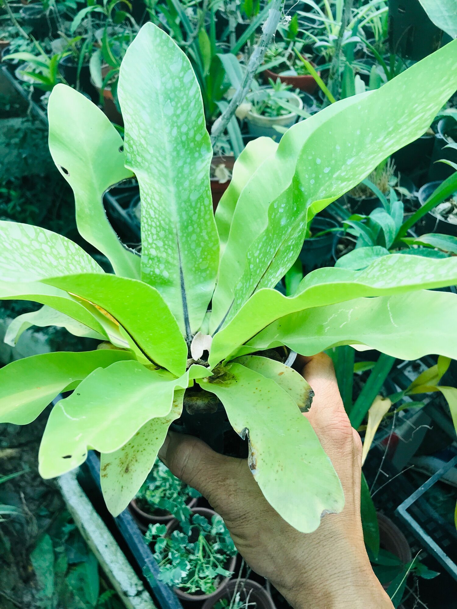Ổ Phụng Cây Chịu Bóng Râm