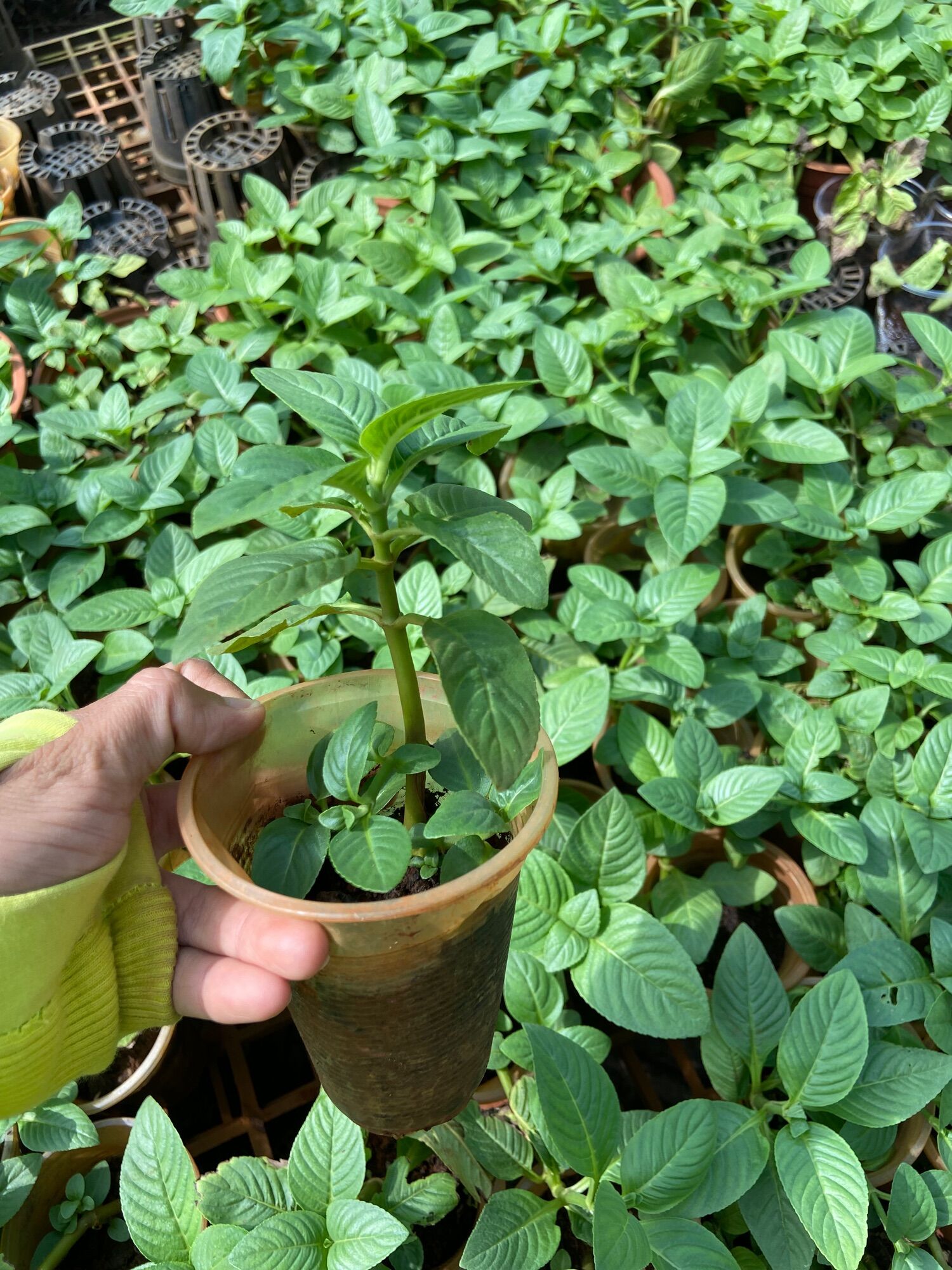 Cây rau xá xị