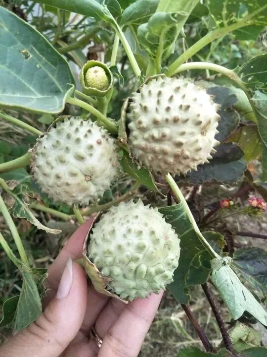 100g lá Cà độc dược khô có tác dụng tốt