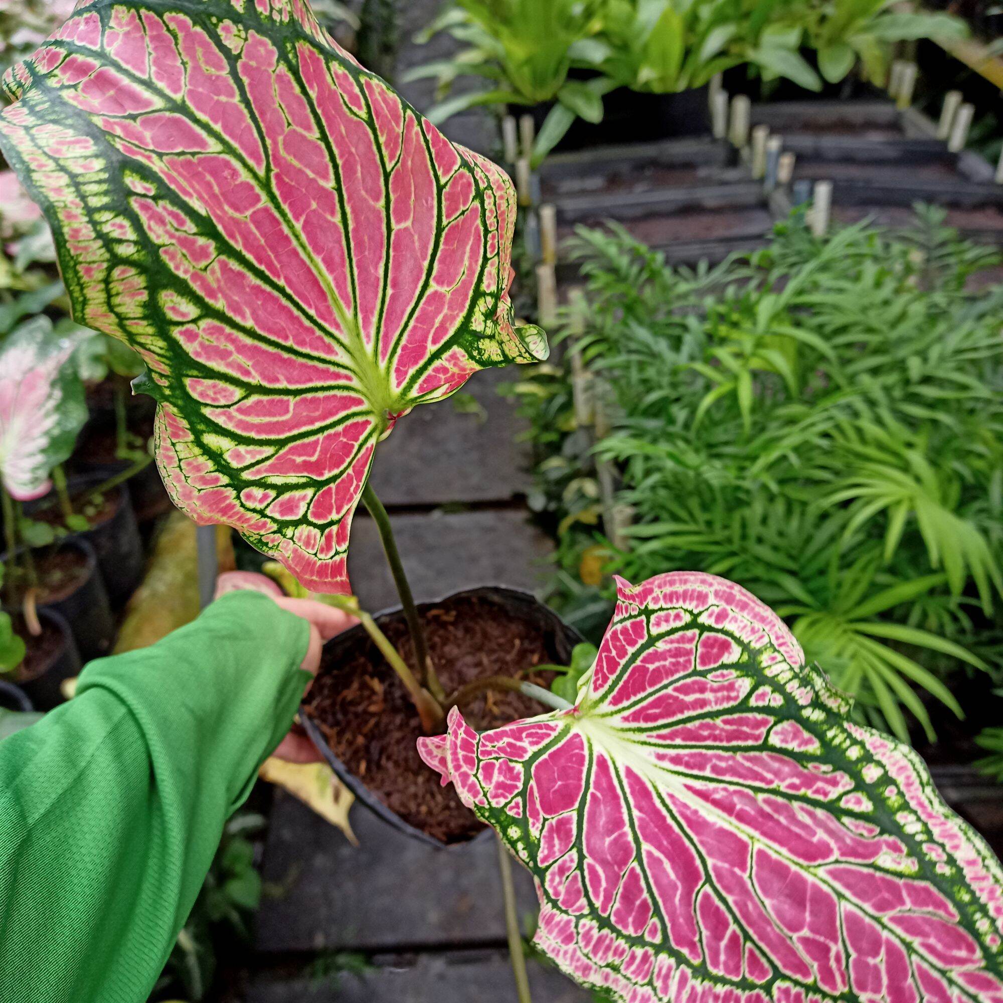 Chậu cây môn thiên nga, thai beauty caladium