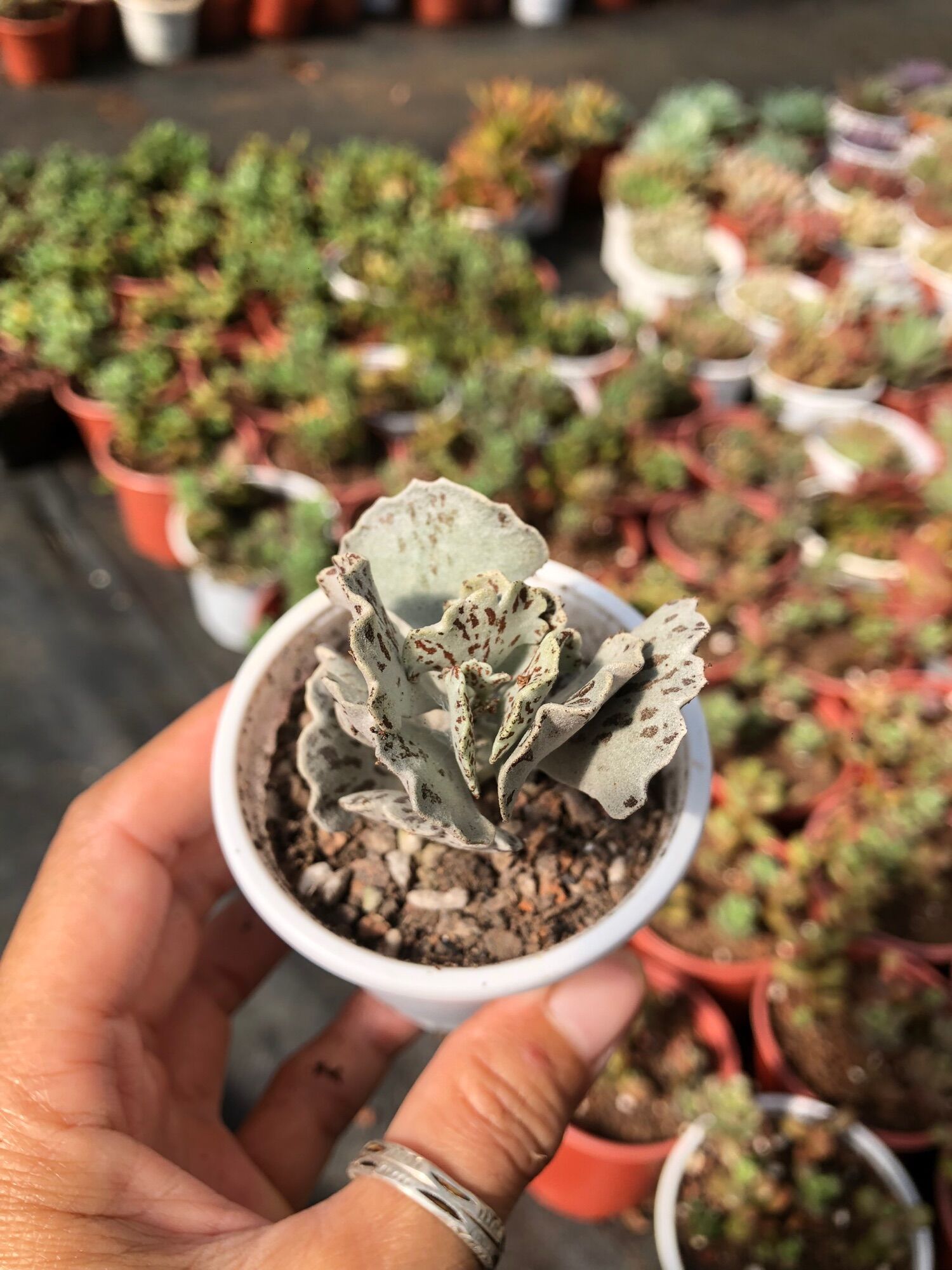 Sen đá Cánh Bướm Bạc