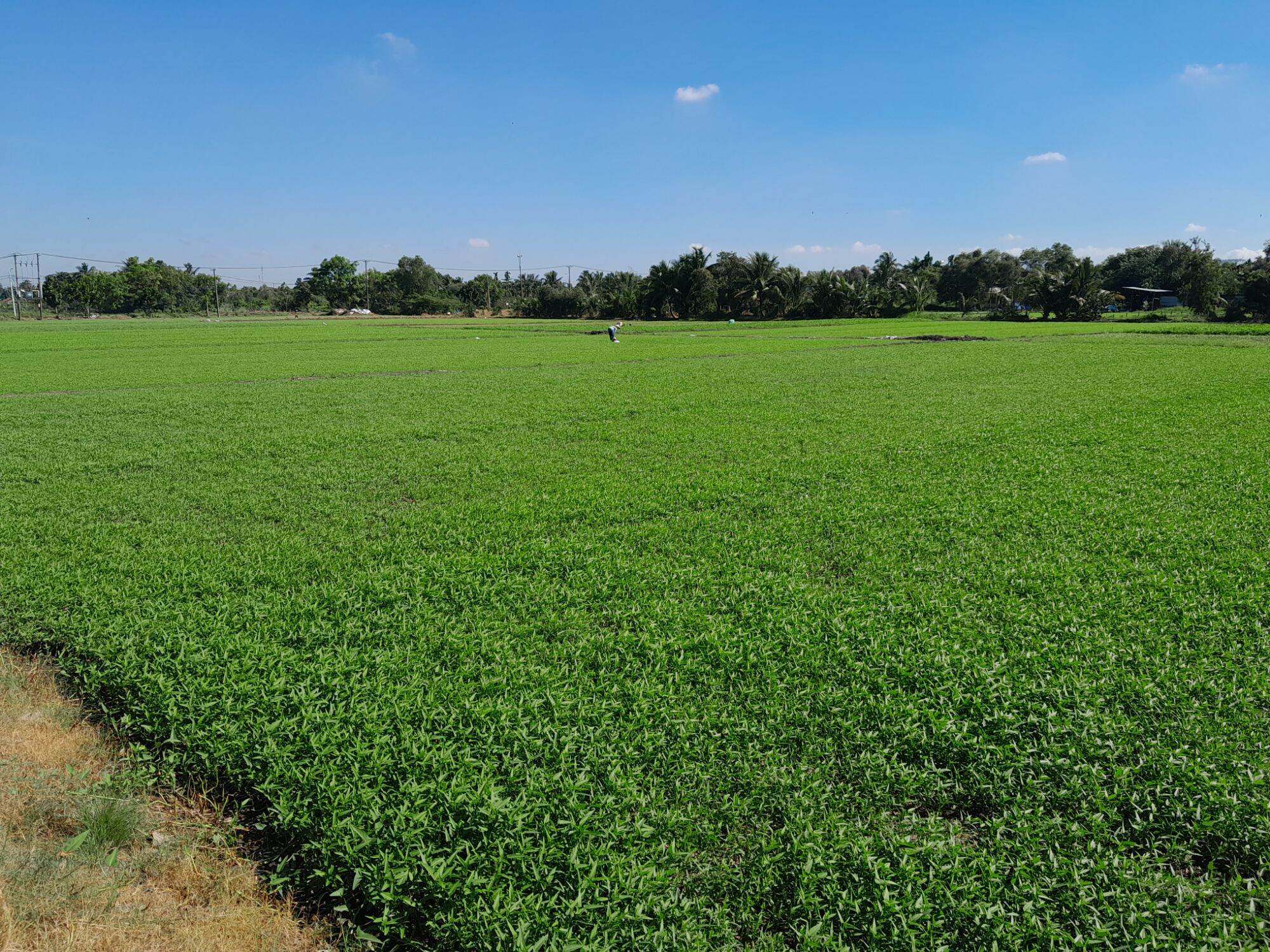 Humic USA /Humic Mỹ (gói 1kg)