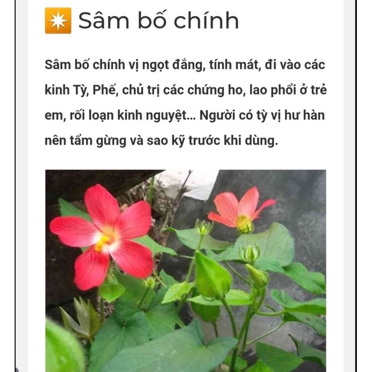 Hạt giống Sâm Bố Chính