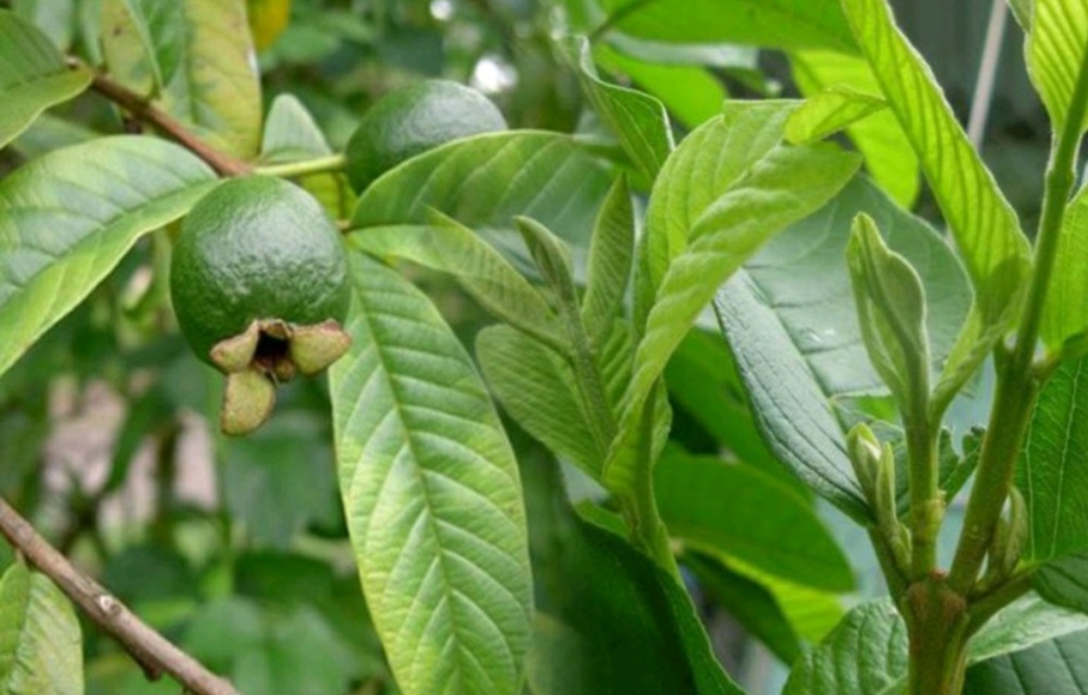 Trà Lá Ổi Nguyên Chất 1 Ký