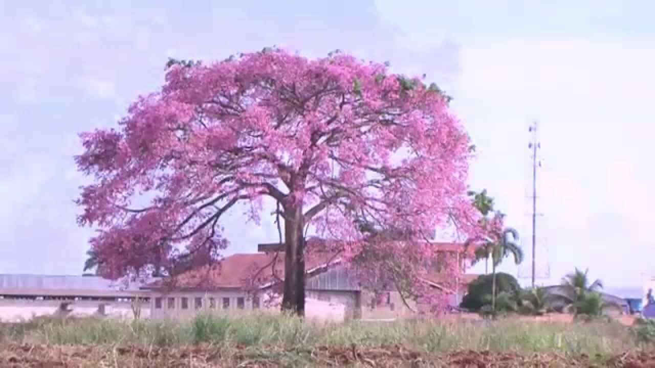 Cây giống Mỹ nhân thân gỗ