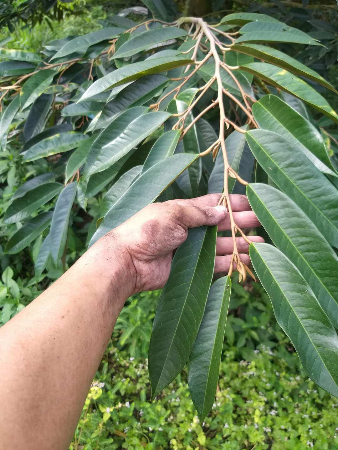 CHUYÊN ĐỌT LÁ - Phân bón vi lượng AMINO 7777 Abio