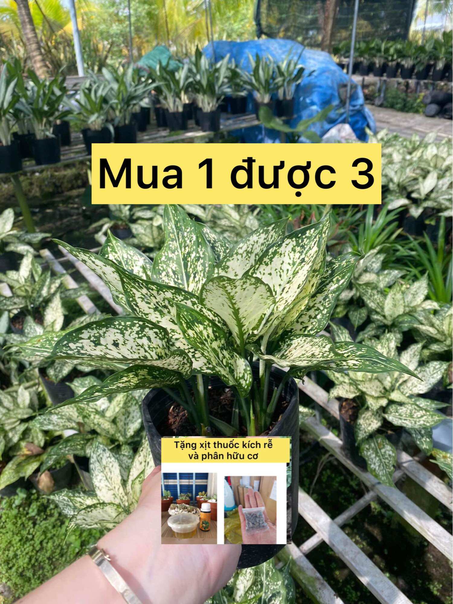 caykiengsadec - Cây Ngọc ngân chậu y hình + tặng phân bón cho cây mau lớn - cây phong thủy - hoa kiểng lá - trang trí nội thất
