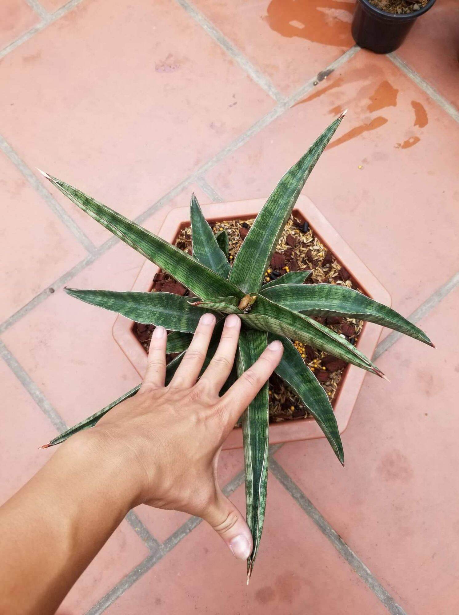 Cây lưỡi hổ - Sansevieria Phanphet