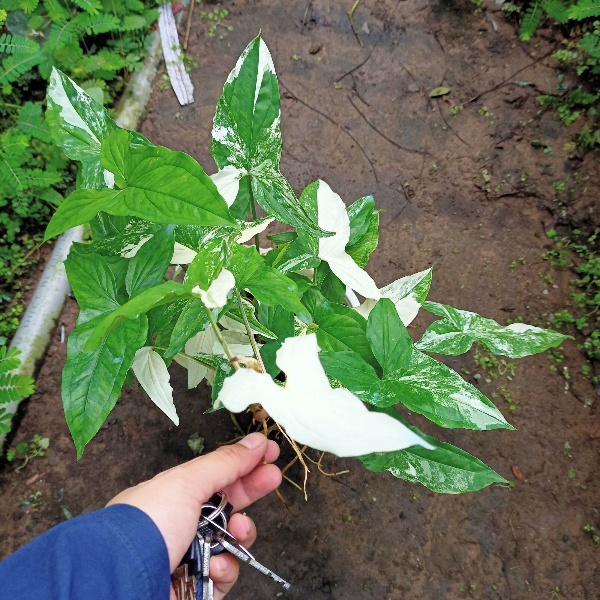 Chậu cây syngonium albo
