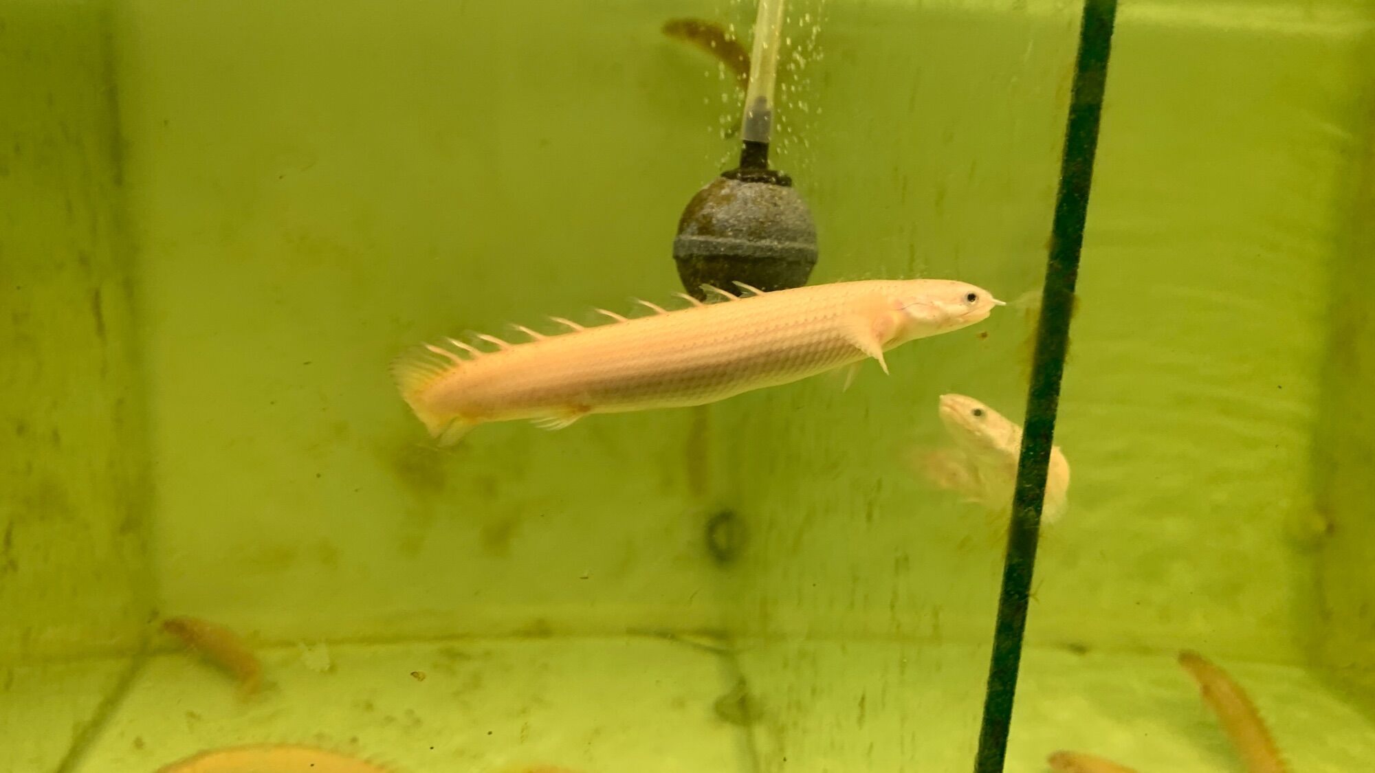 Cửu Sừng Xám size 10cm