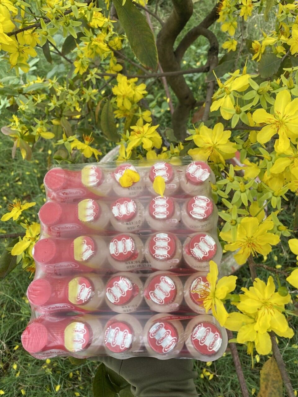 Combo 25 chai yakult. Chỉ 125k. Date mới mỗi ngày