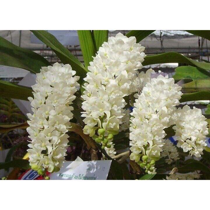Hoa Lan đai châu sỉ 25k 1 cây