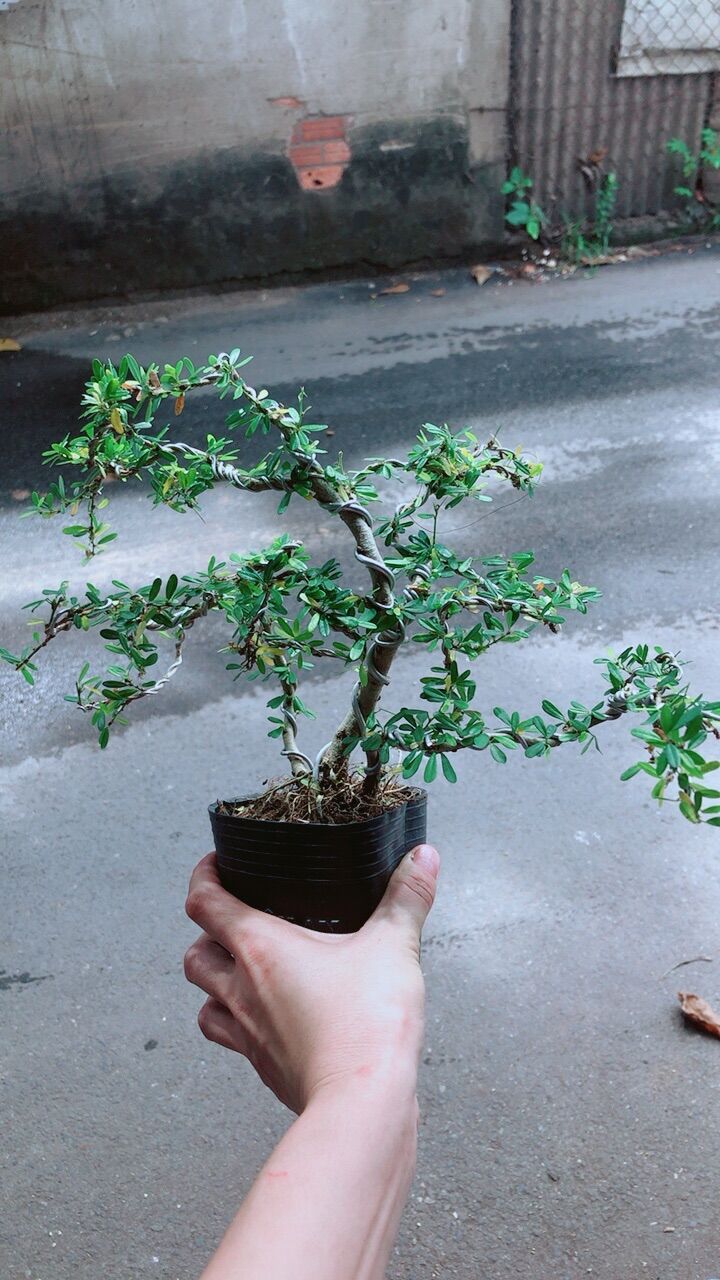 Linh Sam Bonsai