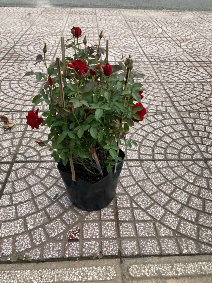 Chậu hoa Hồng siêu nụ đỏ, size trung