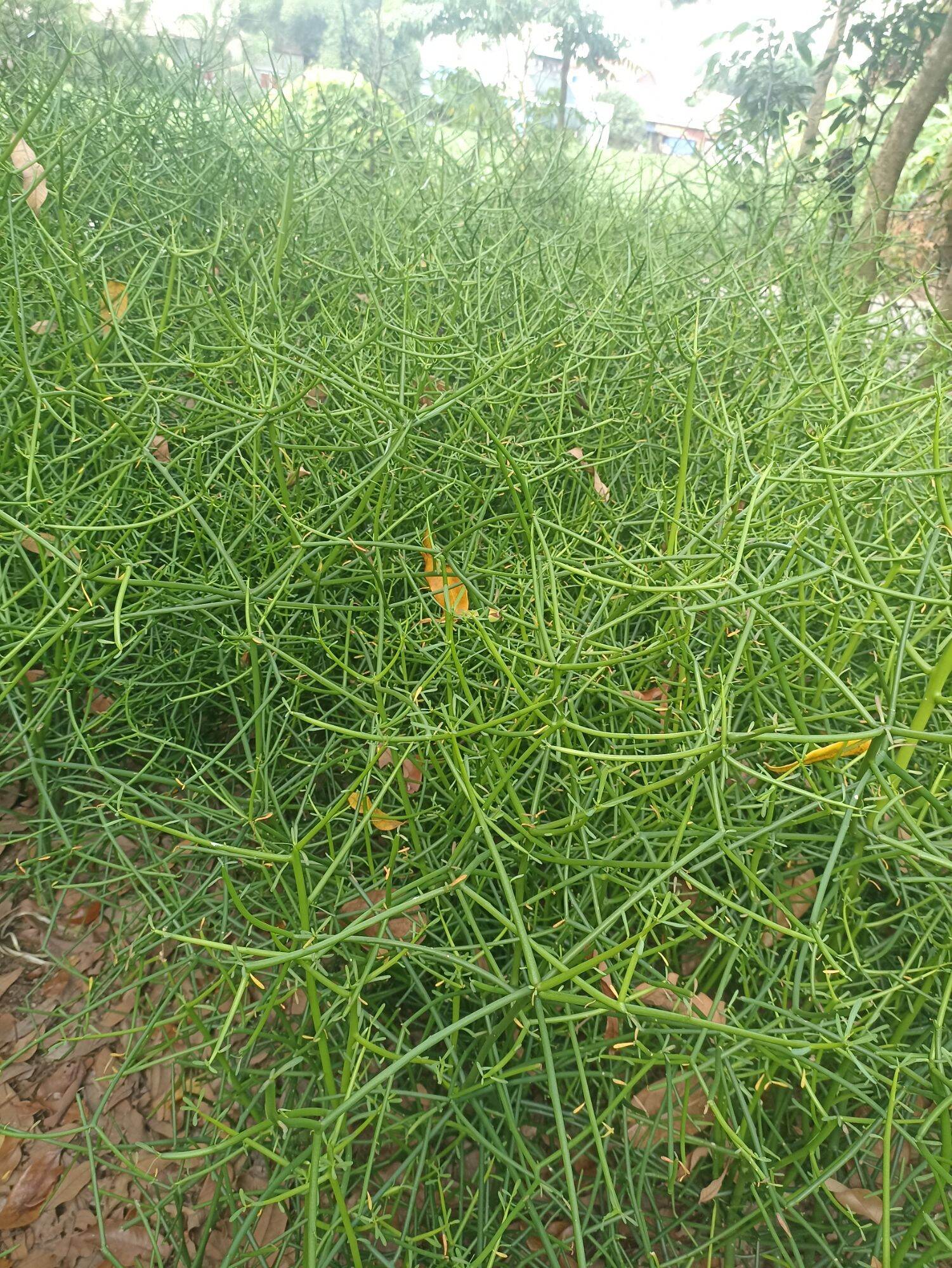 500g cành giao chuyên điêù Tr-ị viêm xoang kèm HDSD