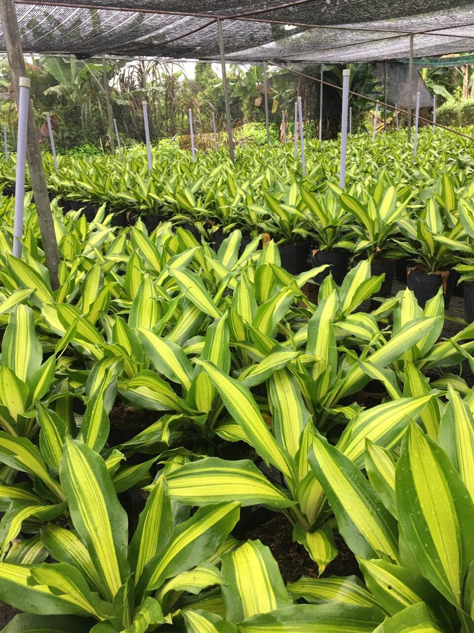 Thiết Mộc Lan (Phát tài sọc)