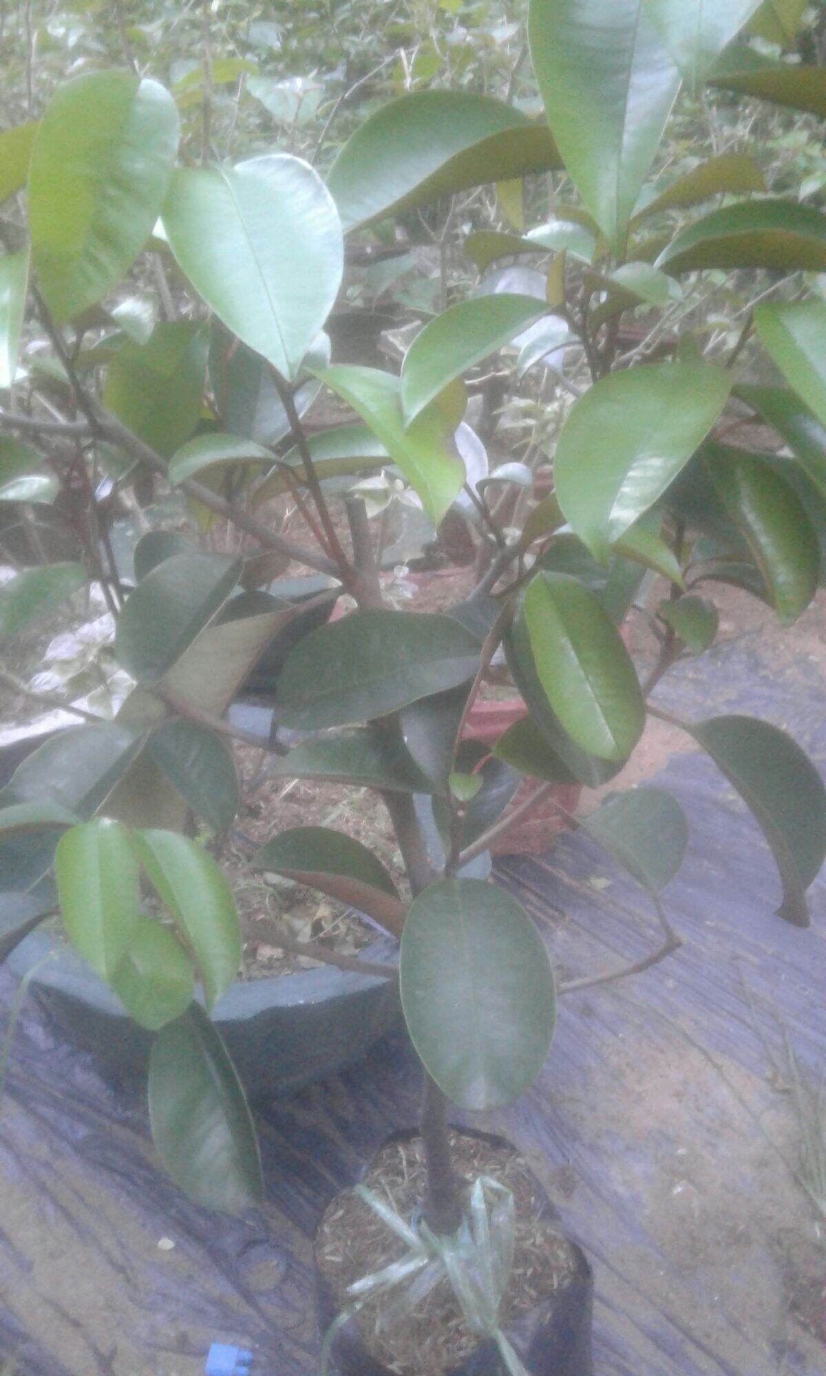 Vú sữa mica, vú sữa lò rèn