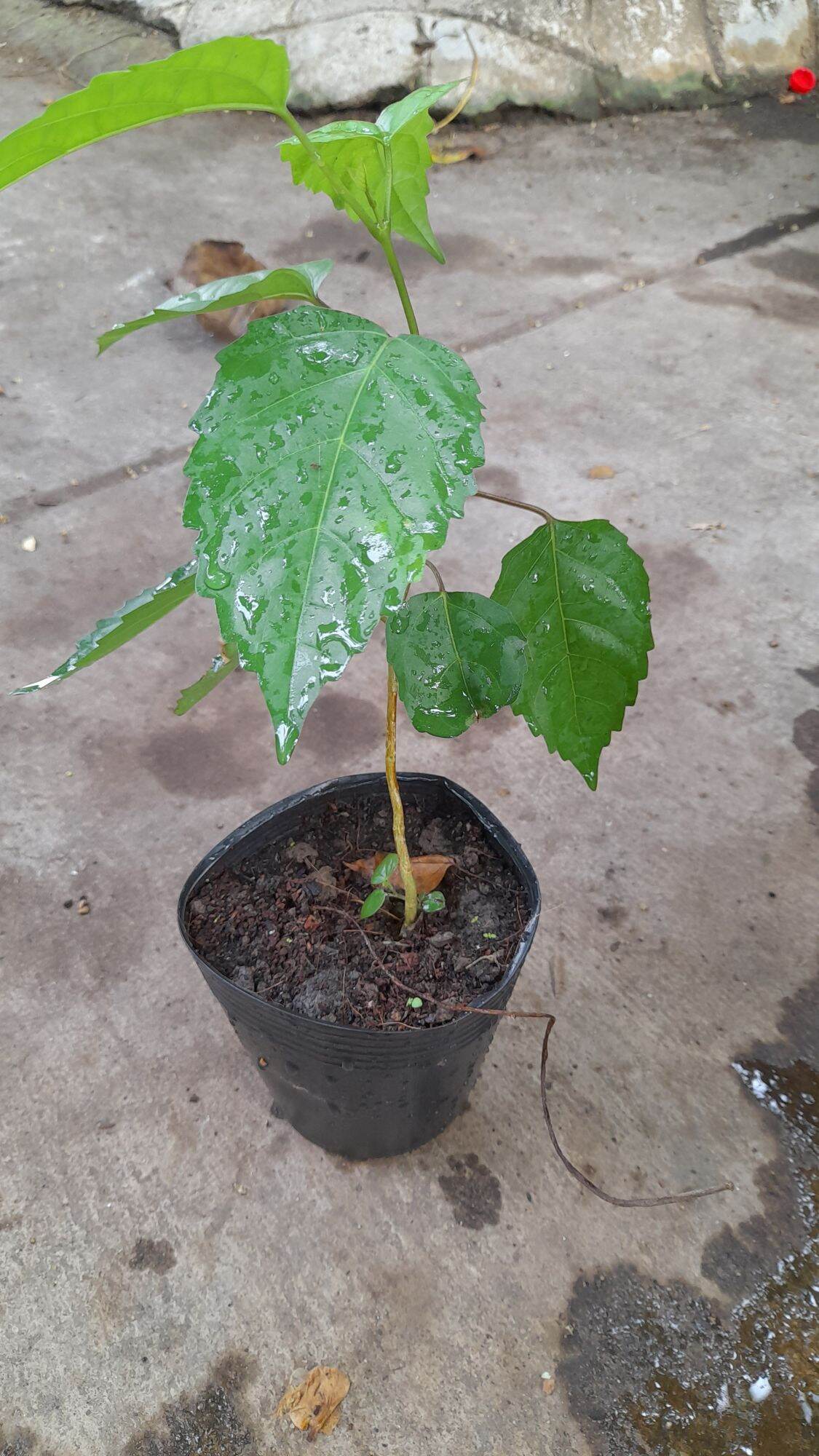 Cây lá cách, cây vọng cách chậu cây giống cây trồng cây rau ăn lá, cây dược liệu tùy chọn cây nhỏ, cây to.