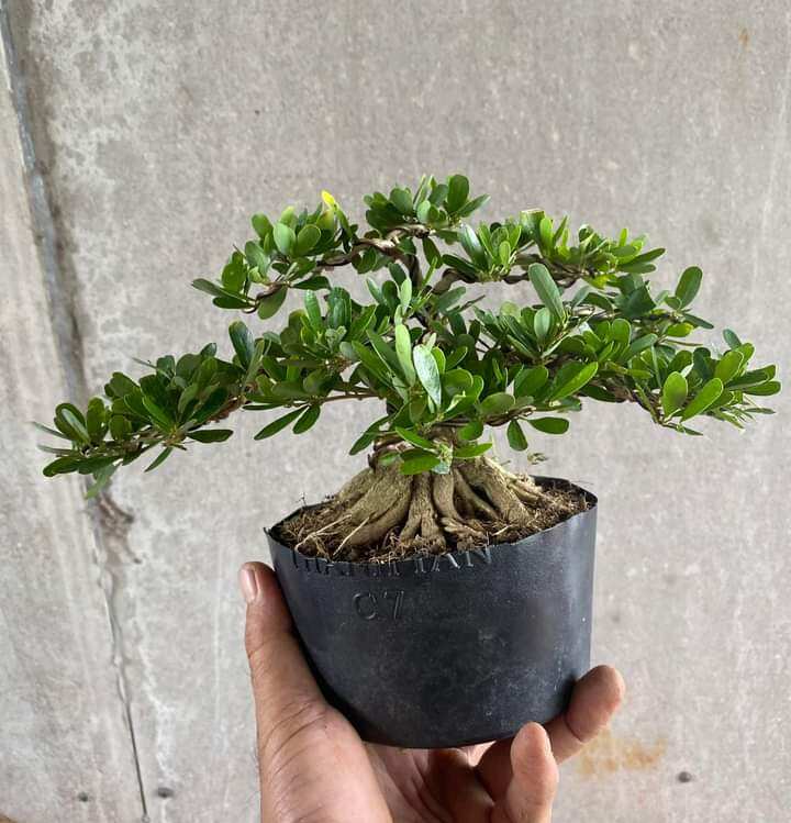 Linh sam siêu bông bon sai lùn lực