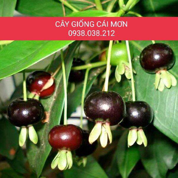CÂY GIỐNG CHERRY BRAZIL
