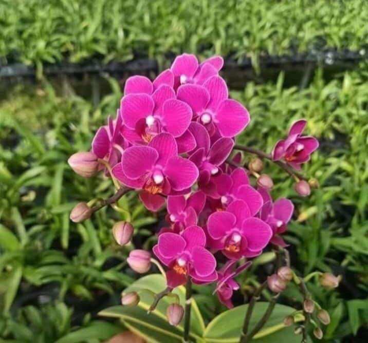 Lan Hồ Điệp Phát Tài