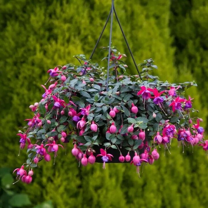 Cây giống hoa lồng đèn 10 cây